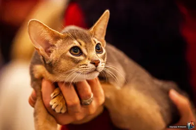 За котятами – в первый час»: в новосибирском ТЦ целый день будут раздавать  кошек и собак