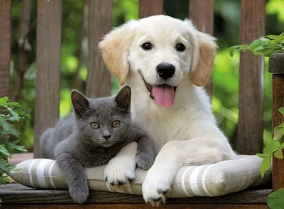 Кот и собака - красивые картинки (75 фото)