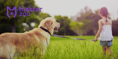 Собаки-няньки ᐈ Зоомагазин MasterZoo