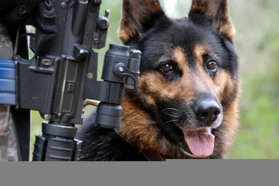 Лучшие друзья и защитники: 20 собак, которые поразили людей своими  подвигами » uCrazy.ru - Источник Хорошего Настроения