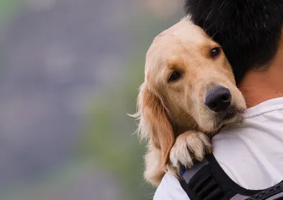 15 вещей, которым люди могут поучиться у собак - Лайфхакер