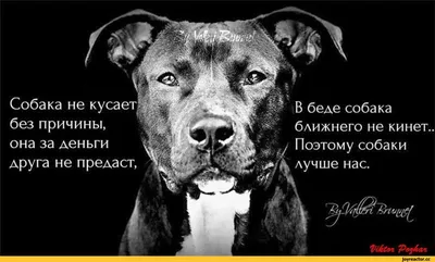 Лица собаки (73 фото) - картинки sobakovod.club