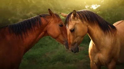 Обои на рабочий стол Пара лошадей на природе, обои для рабочего стола,  скачать обои, обои бесплатно