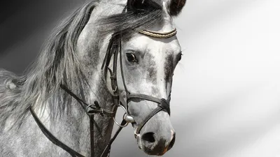 Обои Портрет лошади, картинки - Обои для рабочего стола Портрет лошади фото  из альбома: (животные)