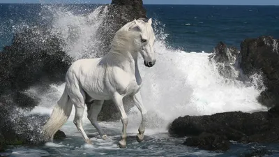 Белая лошадь на берегу моря - обои для рабочего стола, картинки, фото