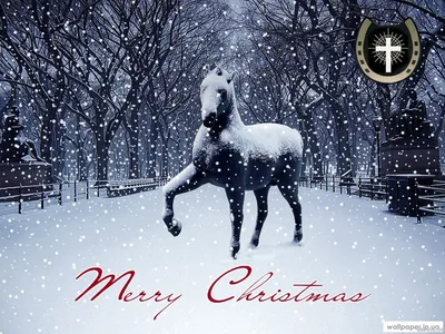 Лошадь и снег: новогодние обои, картинки, фото 1152x864
