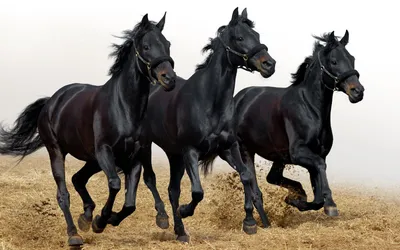 Три черных коня обои для рабочего стола, картинки и фото - RabStol.net