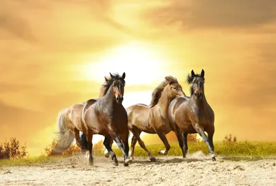 Табун лошадей скачет на закате солнца - обои для рабочего стола, картинки,  фото