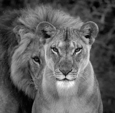 Лев и львица - красивые картинки (100 фото) - KLike.net