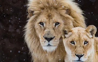 Обои взгляд, темный фон, лев, пара, дикие кошки, львы, львица, снегопад,  два, морды, семейный портрет, два льва | Животные, Кошки, Лев