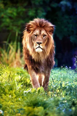 Льва и львицы в хорошем качестве - картинки и фото koshka.top