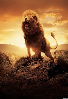 Картина для интерьера лев царь зверей, красивый лев, грива льва (39) 30х40  - купить по низкой цене в интернет-магазине OZON (996693797)