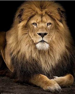 лев и львица красивое видео｜TikTok Search
