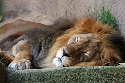 Самые красивые львы - 83 фото