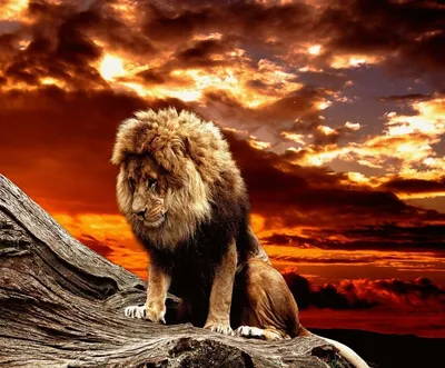 Красивые картинки львы на рабочий стол (45 фото)