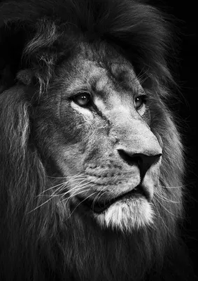 Красивые фото льва 