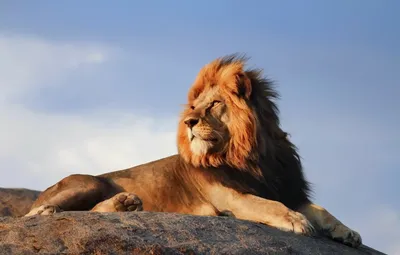 Красивые львы - картинки и фото koshka.top