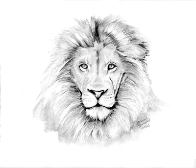 Самое красивое животное лев - 71 фото