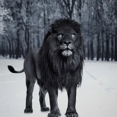 Красивый Лев черный - 33 фото | Leões apaixonados, Animais lindos, Animais  silvestres