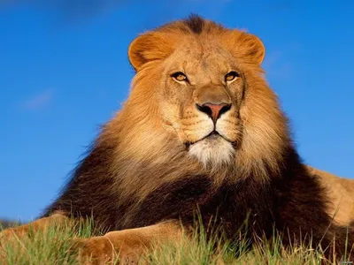 Самые красивые львы - 83 фото