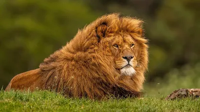 Картина для интерьера лев царь зверей, красивый лев, грива льва (39) 30х40  - купить по низкой цене в интернет-магазине OZON (996693797)
