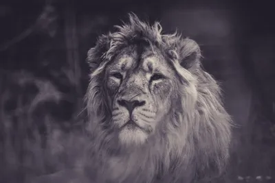 Красивый лев в зоопарке :: Стоковая фотография :: Pixel-Shot Studio