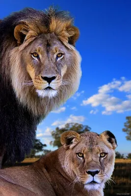 Красивые лев и львица, пара, любовь…» — создано в Шедевруме