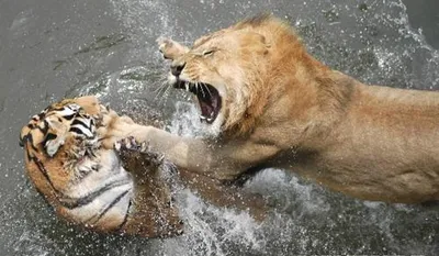 два льва смотрят друг на друга с нарисованными мордами, картинки львов и  тигров, лев, животное фон картинки и Фото для бесплатной загрузки