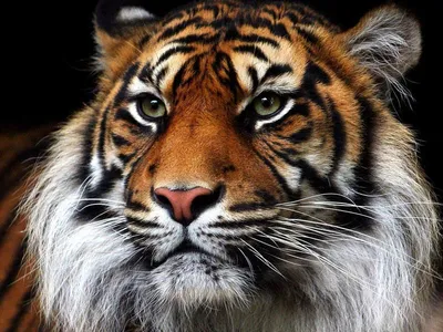 Скачать картинки Лев и тигр, стоковые фото Лев и тигр в хорошем качестве |  Depositphotos