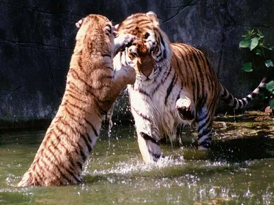 Тигр и собака в природе - 74 фото