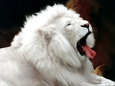 Лев и тигр - красивые фото