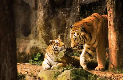 Фото тигра - origins.org.ua
