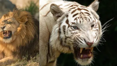 Гибриды львов и тигров: где обитают редкие комбинации животных? - YouTube