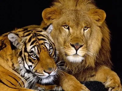 Кто победит в схватке: тигр или лев? - Телеграф