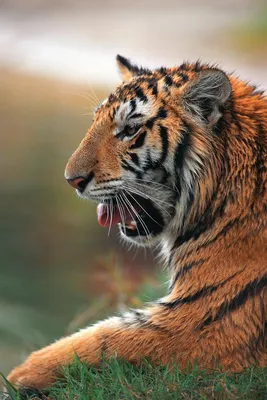 Чем обычно заканчиваются драки тигра со львом в зоопарках | Заметки о  животных | Дзен