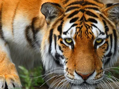 Львы и тигры - картинки и фото koshka.top