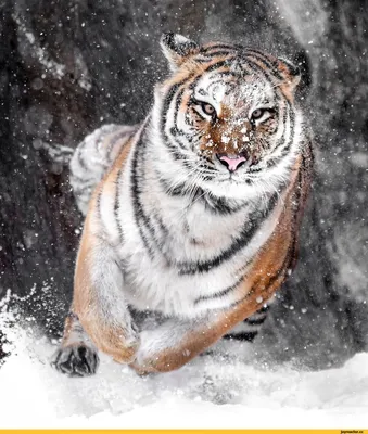 Тигры (продолжение) » uCrazy.ru - Источник Хорошего Настроения