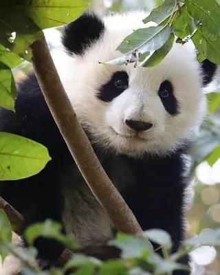 Красивые фото панды фотографии