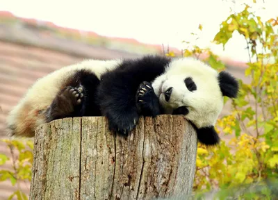 Милые картинки панды - 82 фото