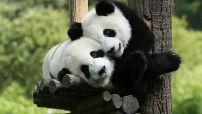 Две милые пушистые панды, одна …» — создано в Шедевруме