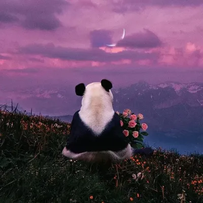 Картинки привет панда (35 фото) » Юмор, позитив и много смешных картинок