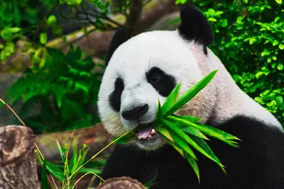 Panda Aesthetic | Животные, Панда, Картинки