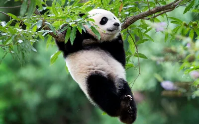 Красивые панды - вижу только на фото» — создано в Шедевруме