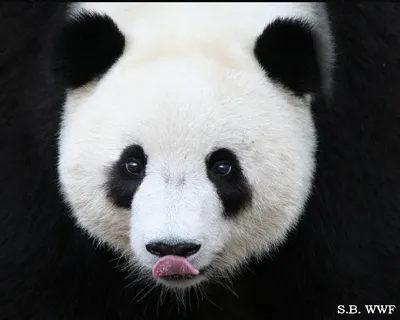 Красивая панда в природе стоковое фото. изображение насчитывающей  красивейшее - 189637640