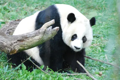 Милые панды» — создано в Шедевруме