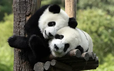 Купить Wanwu World Panda Мягкая игрушка 9-дюймовый медведь-панда плюшевые  игрушки с бамбуковой набивкой панды плюшевые милые куклы-панды подарки  черный и белый | Joom