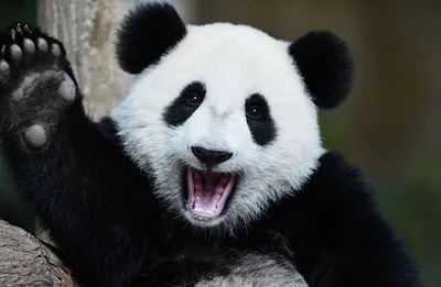 Милые и нелепые: Панды и их секреты! | Хроники мира животных. | Дзен