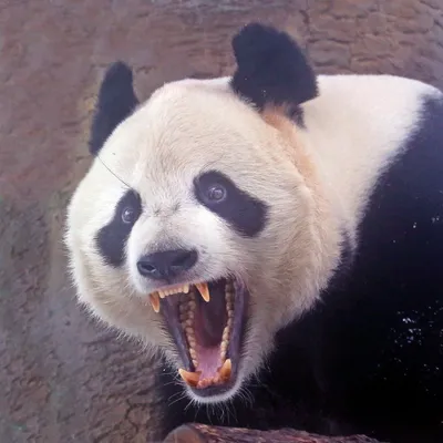 Кунг-фу Панда в полный рост — Аватары и картинки | Панда кунг-фу, Кунг-фу,  Кунг-фу панда