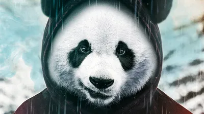Самые милые и забавные панды » BigPicture.ru