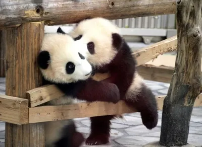 Милые панды